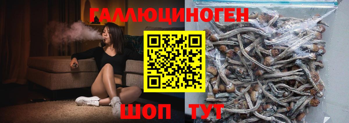 Галлюциногенные грибы Psilocybe Гудермес